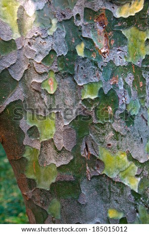 Camouflage background from tree bark with dark vignette