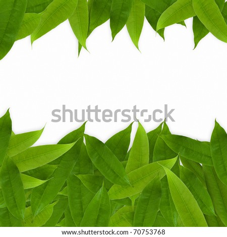 leafs border