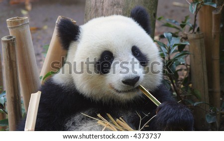 Adorable panda bear eating bamboo