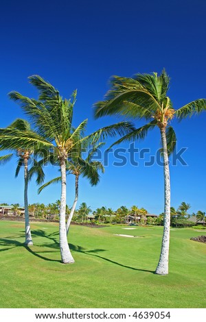 hawaii beaches with palm trees. stock photo : Hawaii golf