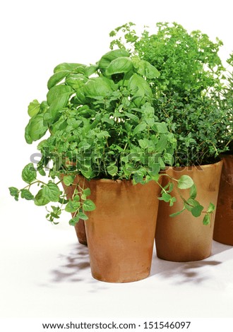 herbs in clay pots isolated over white