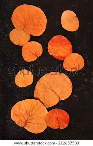 autumn leaves isolated over black textured background