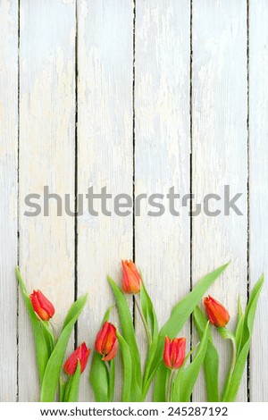beautiful red tulips over white wooden textured background