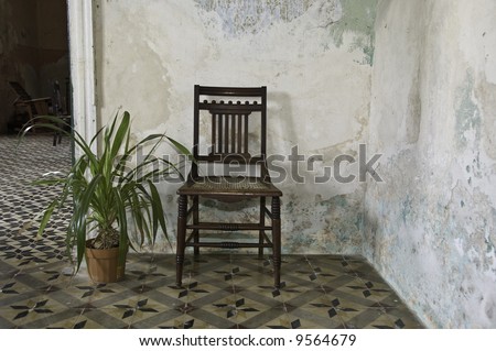 Chair and plant from the inside of an old Hacienda in Mexico