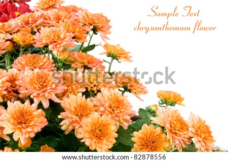 chrysanthemum blooms on white background with room for text