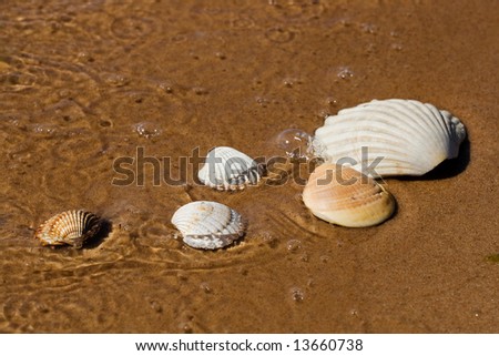 Sea shells in the wet beach sand