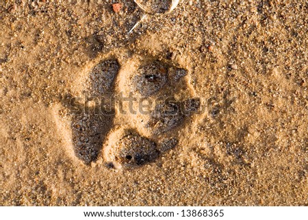 Footstep of a large dog in beach sand.