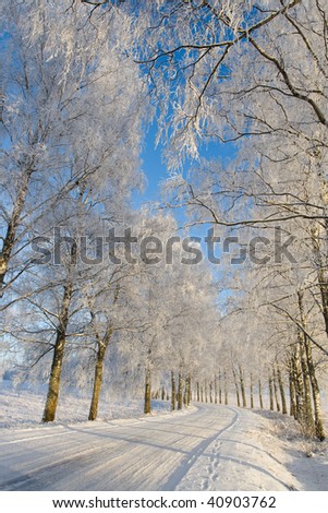 Country road with frost covered birch tree allay in winter