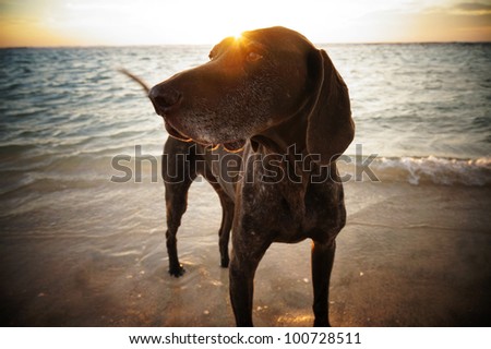 Sunsetting behind the dog in the ocean.