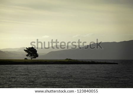 A solitary tree, almost becoming duo-toned in the sunset in Lake Taupo, New Zealand.