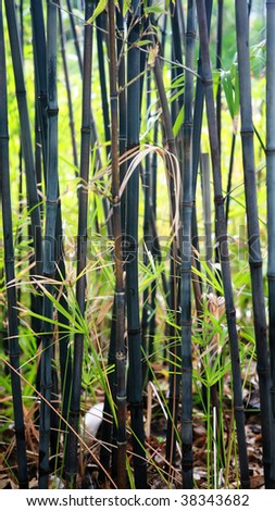 In the garden, the black bamboo smells of exotic flavour.