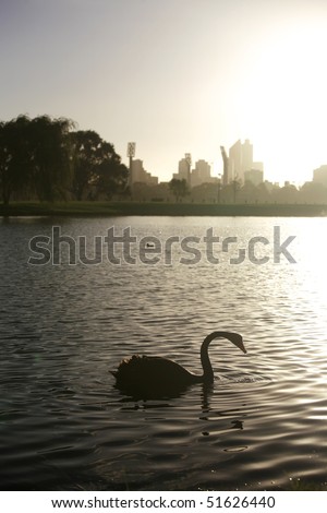 Black swan on Swan River, with Perth City in the background.