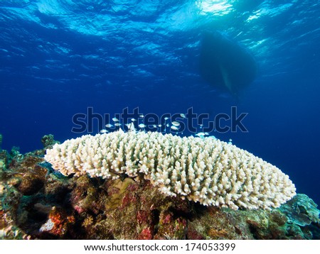 Coral reef and dive boat in the blue water