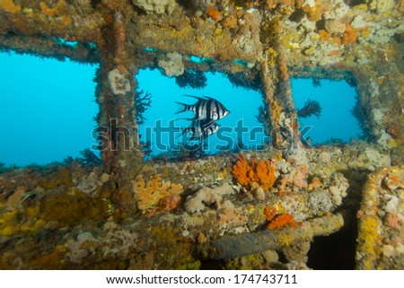 two fishes swim through the captain\'s windows of ex HMAS Hobart war ship