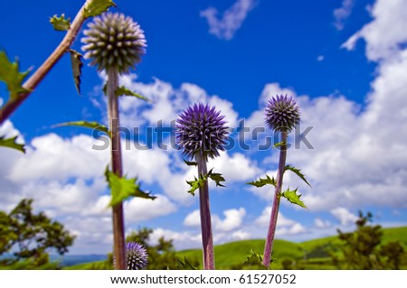 Round flower and blue sky and white cloud