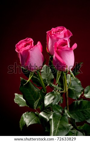 Beautiful pink roses on dark red background
