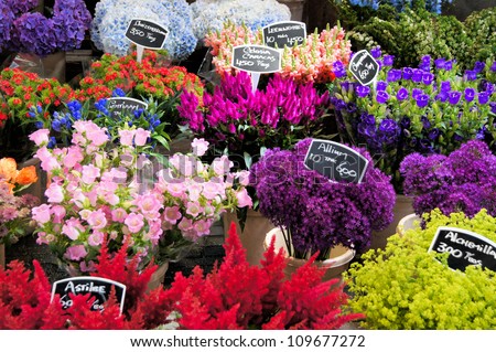 Flowers for sale at a Dutch flower market, Amsterdam, The Netherlands