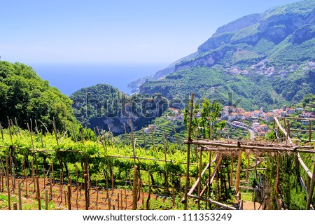 Vineyards among the hills along the Amalfi Coast, at Ravello, Italy