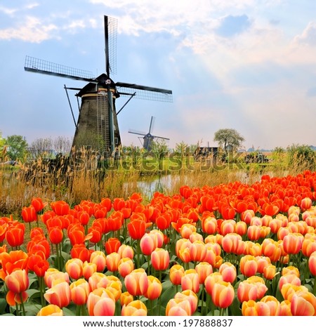 Classic Dutch windmills with orange tulips and sunbeams, Netherlands