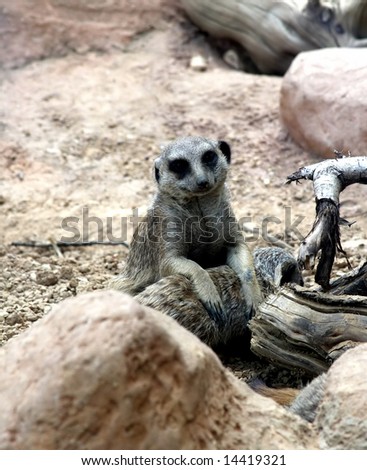 A Meerkat sits and sun baths in the warm sun