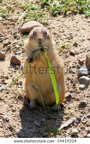 A prairie dog stops for a snack in the bright sun.  There is lots of detail in the fur.