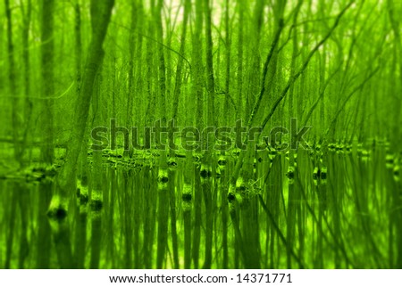 a swampy area near a river