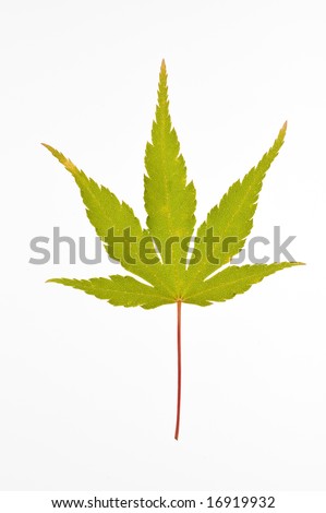 japanese maple tree meaning. wallpaper japanese maple tree cost. japanese maple tree meaning. japanese