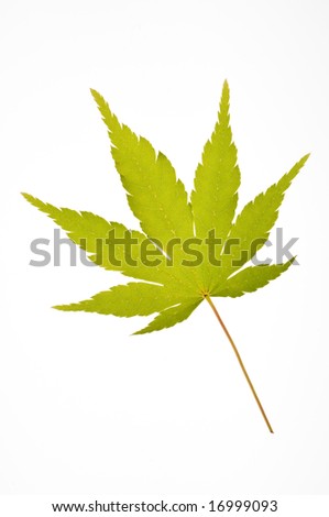 japanese maple tree leaf. Sango+kaku+maple+tree
