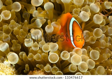 Pomacentridae,  Clown Fish or Anemone fish in Pacific Ocean at Panglao - Philippines