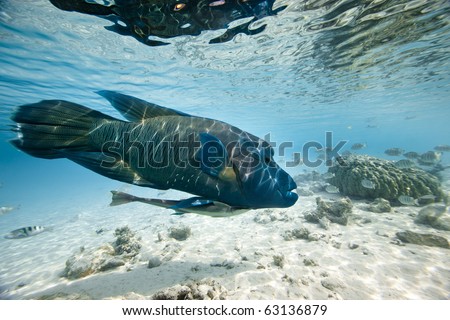A big humphead wrasse with remora in blue lagoon of south pacific