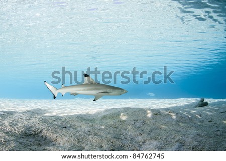 Black-tip reef shark in deep blue of Pacific Ocean