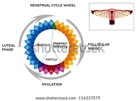 Menstrual cycle calendar Detailed diagram of female menstrual cycle period Illustrated female reproductive organs Menstrual cycle calendar Detailed diagram of female menstrual cycle period Illustrated female reproductive organs
