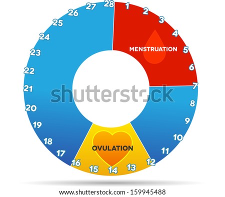 Menstrual Cycle Graphic. Average Menstrual Cycle Days. Bleeding Period (Red Color) And Ovulation 