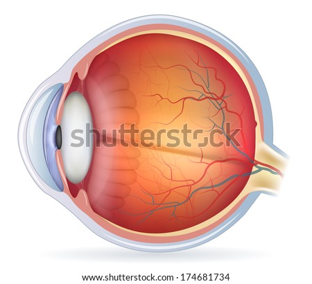 Human eye anatomy diagram medical illustration Isolated on a white background Human eye anatomy diagram medical illustration Isolated on a white background