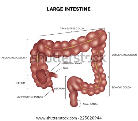 Labeled Large intestine detailed illustration anatomy isolated on a white background Labeled Large intestine detailed illustration anatomy isolated on a white background