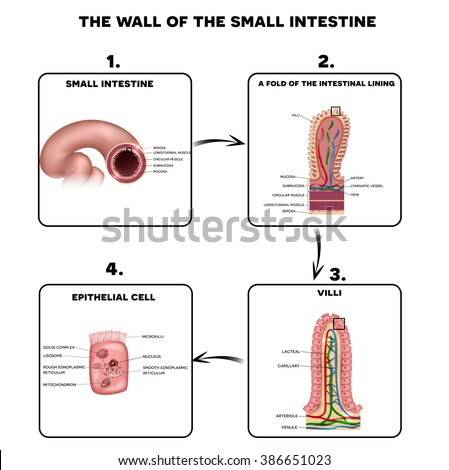 Small Intestine Wall Anatomy A Fold Of The Intestinal Lining Villi