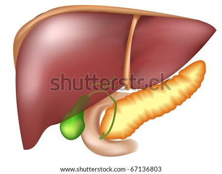 Liver Pancreas Duodenum