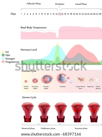 Hormones Ovarian Cycle