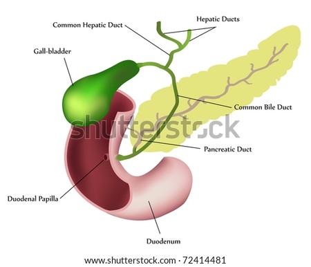 pancreas gallbladder anatomy. stock vector : Pancreas
