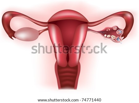 Labeled Diagram Human Female Reproductive System