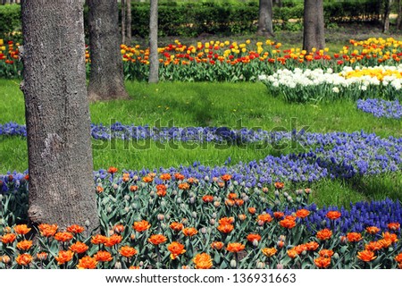 colorful spring flowers in the park on sunshine spring day