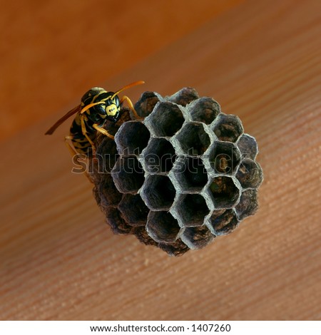 A paper wasp who\'s had enough of being photographed.