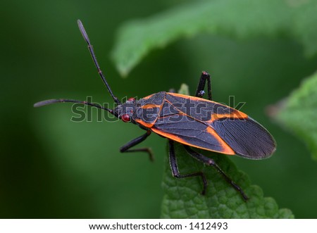Box Elder Bug (common household pest)