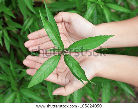 Leaf in hands over the grass