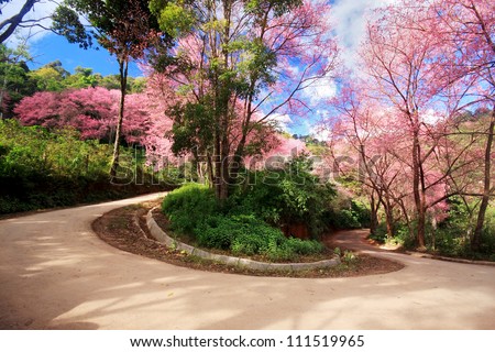 Cherry Blossom Path in a curve road