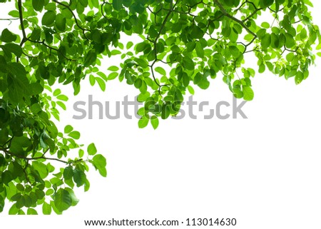 green fresh leaf
