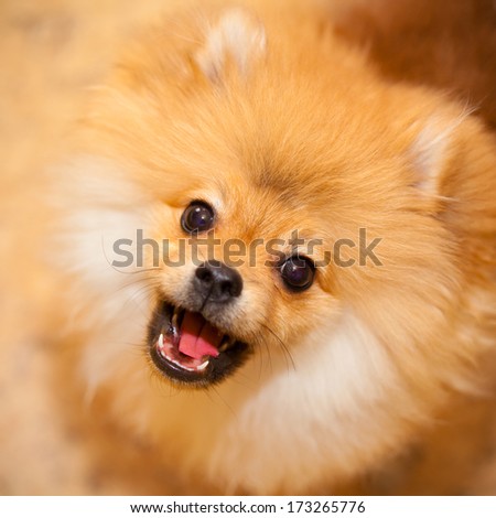 Aggressive dog spitz.Barks and looks at the camera. photographing indoors.