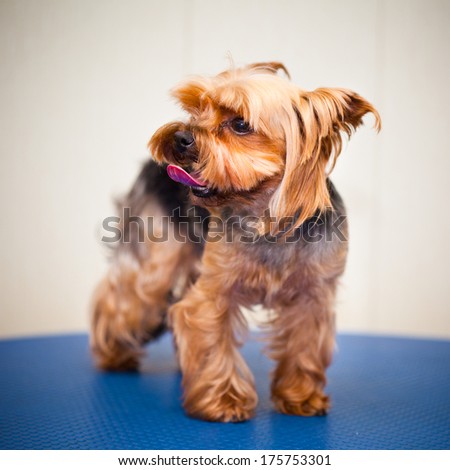 Yorkshire terrier with a neat haircut. Small dog breeds. Photographing in studio.
