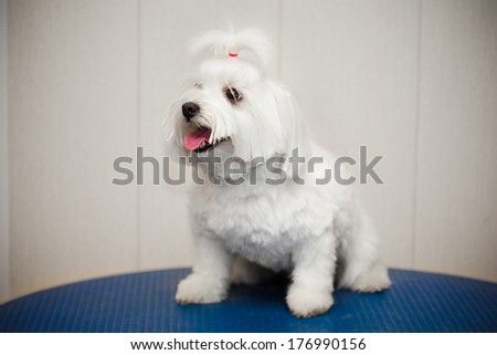 Maltese dog white. Small dog. Photographing indoors on a gray background.