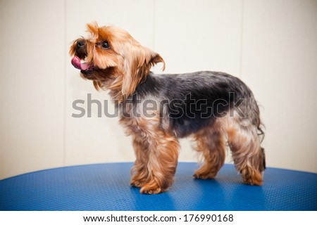 Yorkshire terrier with a neat haircut. Small dog breeds.